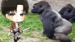 Levi vs. Monke 🐒 - Zeke throws poop!