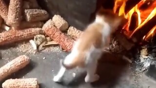 القط: الحياة الأولى