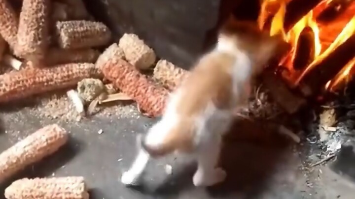 Mèo: Cuộc sống đầu tiên