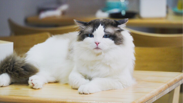 Becoming a “Fry-Up” Creator: UP TALK