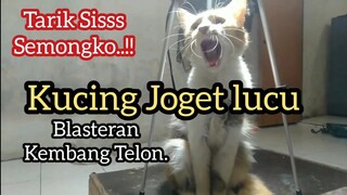 Kucing Joget Lucu Mengikuti Irama Musik