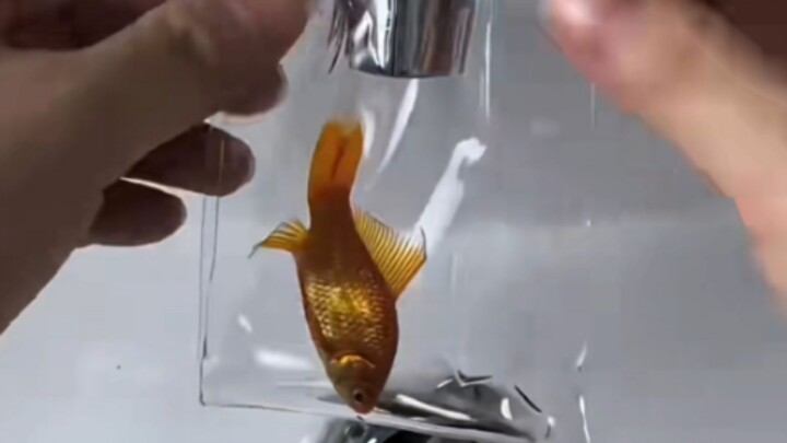 A TikTok influencer turns a live fish into a squishy toy!