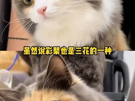One bug is a bug, but a bunch of bugs is “work”! #TabbyCat #JianzhouCat #Mishap #Funny