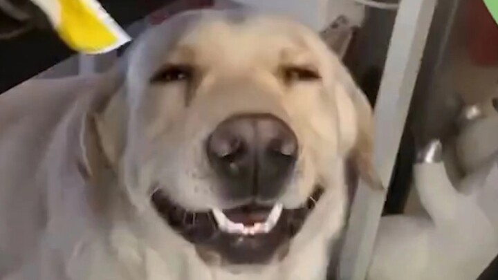 “Mencintai manusia sudah tertanam dalam gen anjing, ya!”