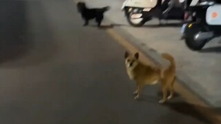 ทายชื่อสุนัขแบบมั่วๆ บนถนน
