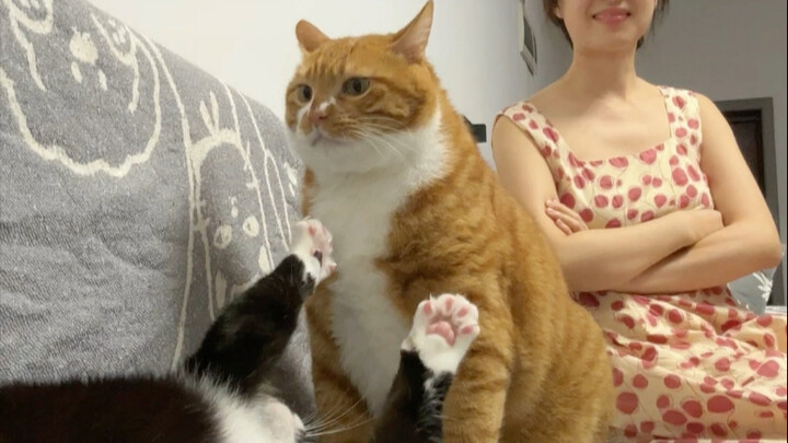 Pertarungan kucing yang imersif