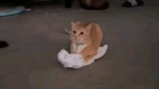 Có một căn bệnh ở mèo
