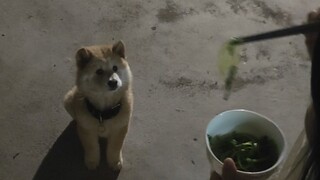 真的祖宗严选