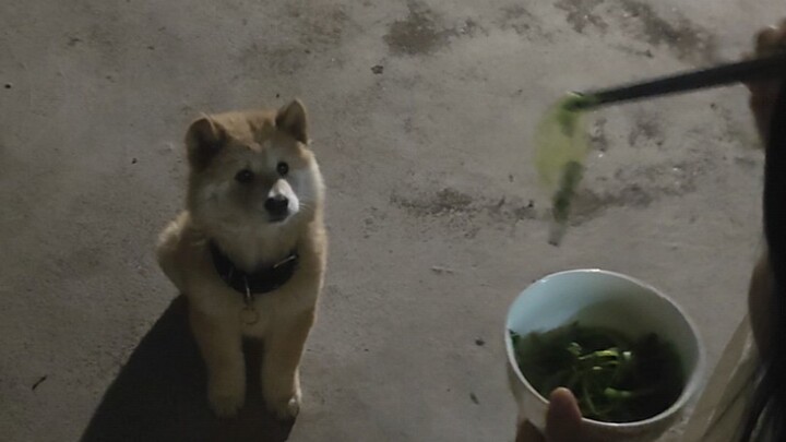 真的祖宗严选