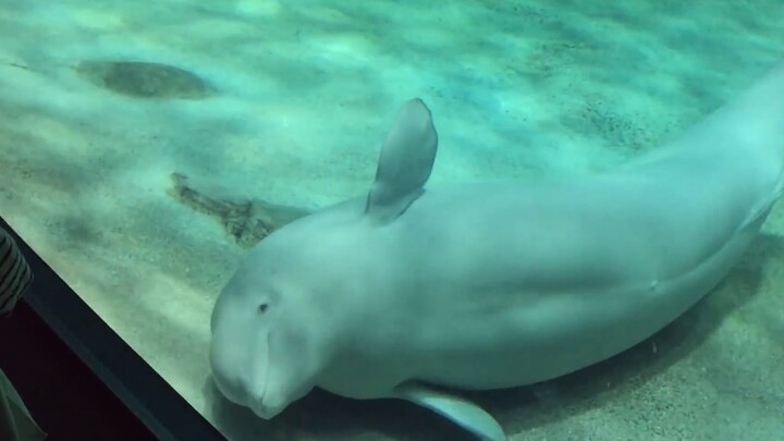 被游客撸困的小白鲸，直接躺下睡觉不营业了。