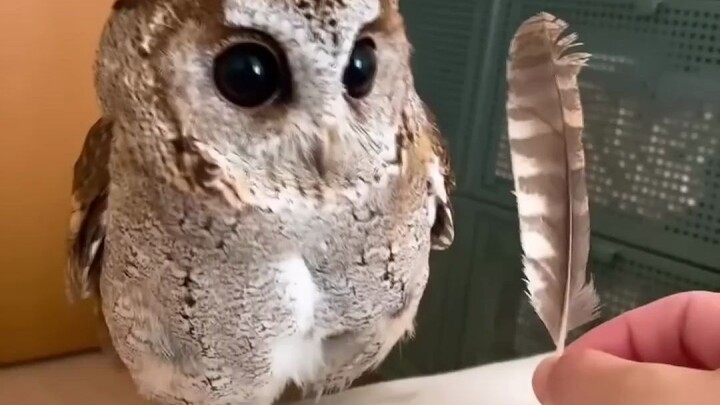 Owl's reaction to being plucking its feathers is so cute