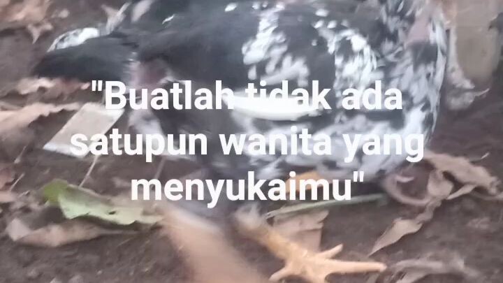 #aseel #roosterfarm #chicken #aseelmurga #rooster #ternak #binggofarm