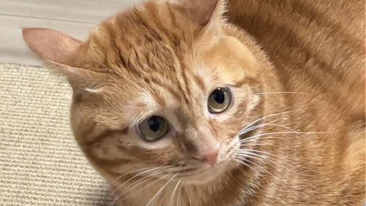 แมวหัวแบนที่ดูไม่ค่อยฉลาดกลับรู้จักใช้กลยุทธ์ “โจมตีทางตะวันออกแต่ทำทีว่าจะโจมตีทางตะวันตก”…