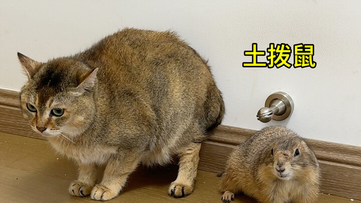 جلبتُ سنجابًا برّيًّا لأثبت أن الأخت مي ليست قطة سنجاب!