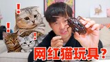 给猫买了一堆抖音网红玩具 猫快被逼疯了 我要变智障了！