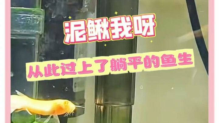 “I’m a loach now—I’ve totally embraced the躺平 life too!” #Loach #SaltedFish #AnimalFunFacts