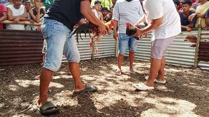 Muntikan pa masilat sobrang gulang ng kalaban! Win po tayo guys nakapatama ng maganda ☺️🐓