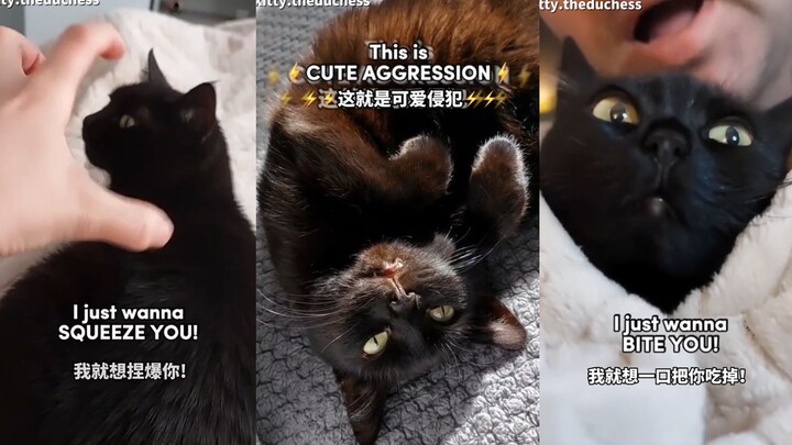 Akhirnya ada satu lagu yang menggambarkan keadaan batinku saat membelai kucing!