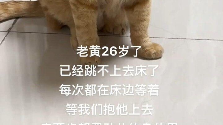 Great-great-grandpa among long-lived cats