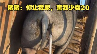 หมู : คุณทำให้ฉันฉี่ ฉันเลยขายได้น้อยลง 20 อัน