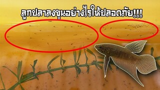 ลูกปลากัดอายุ7วันลงขุนทำอย่างไรให้ลูกปลารอดสไตล์korattv