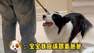 Những hình ảnh khác nhau khi các cặp đôi dắt chó đi dạo.