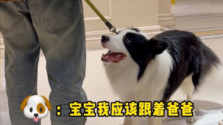 Different scenes of couples walking their dogs.