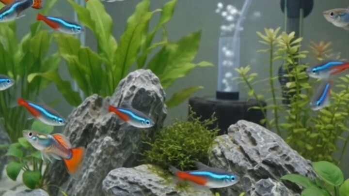 How to Make Your Aquarium Colors POP! 🐠✨ | White Substrate Setup