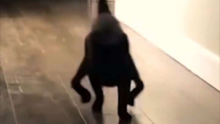 “Đại hội hành vi rối loạn ở động vật 82”