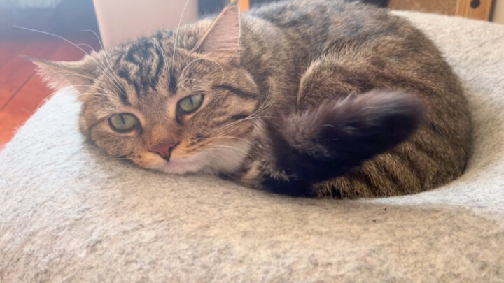 The cat slept but Ba Jianjian did not sleep