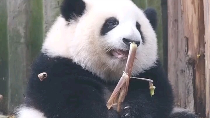 “Siapa yang dipanggil Huahua? Namaku Guolai!”