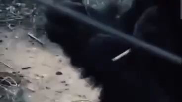 khỉ tinh tinh hút thuốc