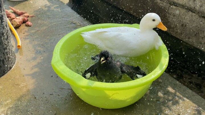 ตัวเล็กขนาดนี้ ยังมาแกล้งเป็ด แกล้งคนอีก หลังจากสัตว์กลายเป็นปีศาจแล้ว มันจะเป็นแบบนี้ทุกตัวเลยหรือเ