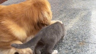 猫：我的知了朋友呢？