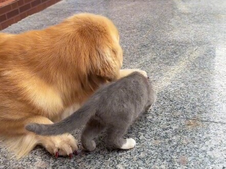 Cat: Where's my cicada friend?