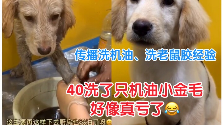 40洗了只沾机油小金毛，好像真亏了
