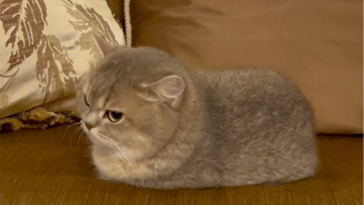 Khí thành quả kiwi