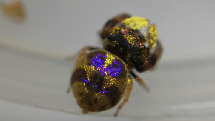 [Reptile pets] The wild jumping spider is so cute!