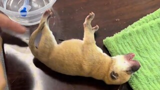 舅舅家刚出生的小土狗又硬了！