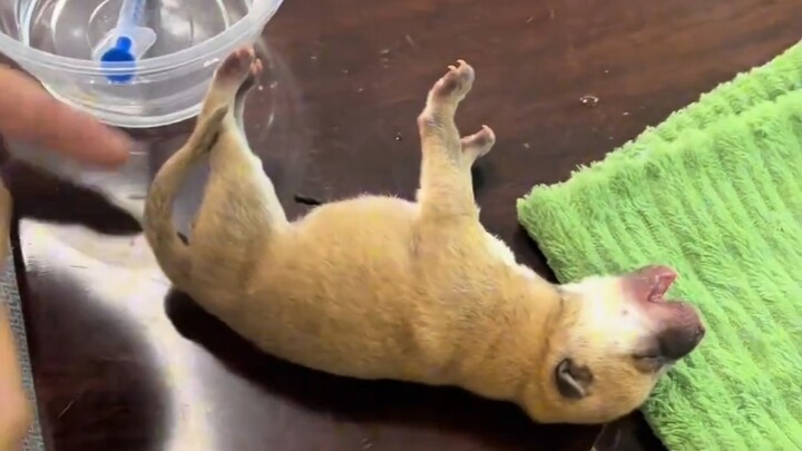 舅舅家刚出生的小土狗又硬了！