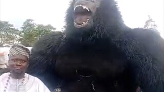 gorilla masqurade