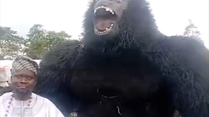 gorilla masqurade