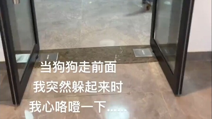 فجأة تلمح وجه كلب يراقبك من الخلف دون كلمة واحدة… من يفهم هذا الشعور؟