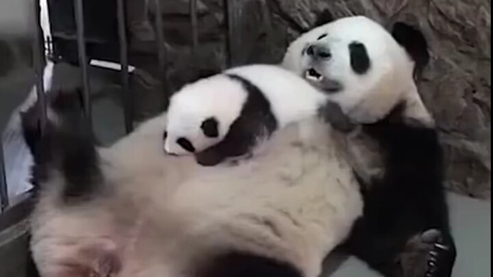 Xe lắc hiệu Gấu Trúc Mẹ