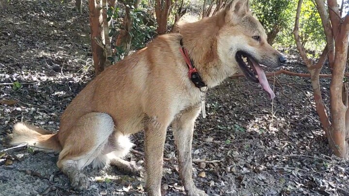 I bought my dog the most expensive GPS tracker online, but while it’s advertised as lasting 30 days,