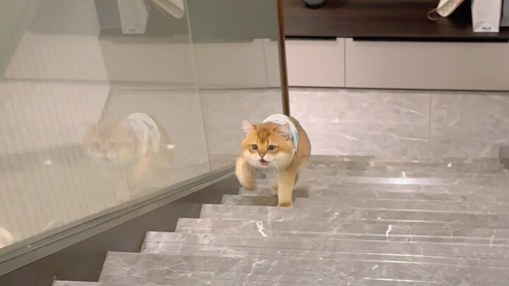 哇哇哇的冲上楼！宝宝真的不是摩托车吗？