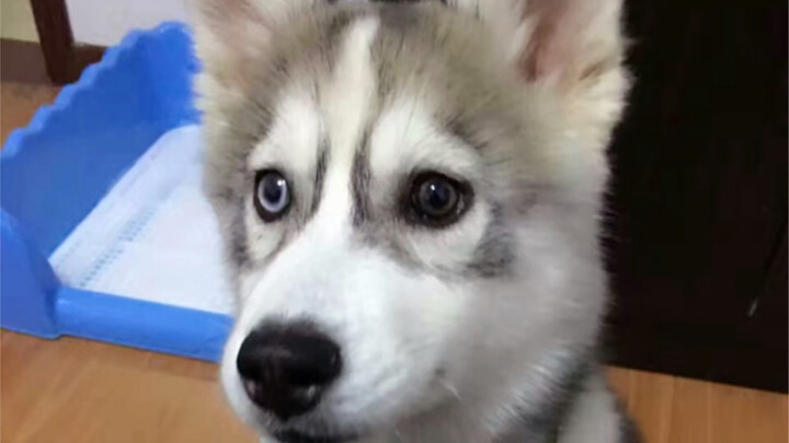 Dường như đã lâu lắm rồi mình chưa giới thiệu kỹ về Mịch Hưu.