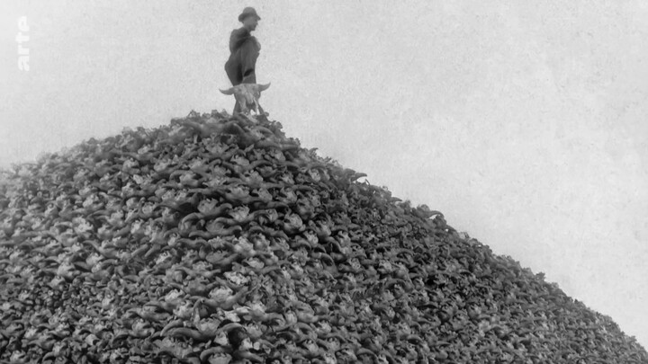 Bison - une histoire de l'Amérique : Le chemin d'une renaissance (2-2)