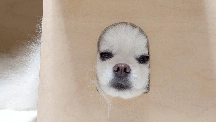 On rainy days, little dogs get a bit quirky.