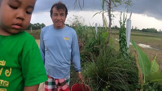 ปลูกต้นมะม่วง ชมบรรยากาศทุ่งนายามเย็น
